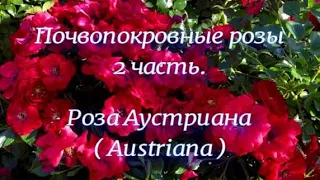 Почвопокровные розы  2 часть.  Роза Аустриана ( Austriana ). Питомник растений Е. Иващенко