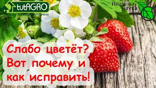 А ВЫ ЗНАЛИ? ВОТ почему ЗЕМЛЯНИКА и КЛУБНИКА плохо цветут! Как заставить ягодник цвести лучше?