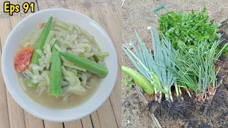 Petik okra hijau, bayam brazil dan labu air || cabut kucai, daun bawang gajih