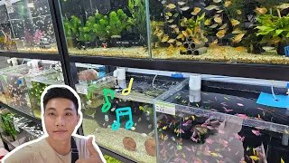 Review Tiệm Cá Cảnh Của mình ở Việt Nam | My First Fish Store in Vietnam