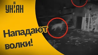 На Прикарпатское село нападают волки