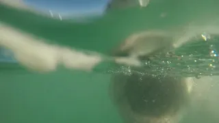 Great White Shark Pushes Victim Waist High Thru Water