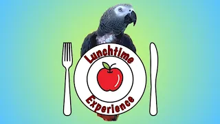 Einstein Parrot's Lunchtime Experience