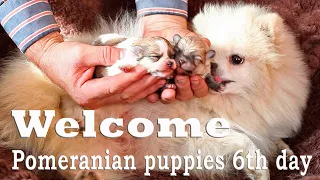 Pomeranian puppies are born 6th day. #pomeranianpuppy #pomeranians #pomeranianlovers