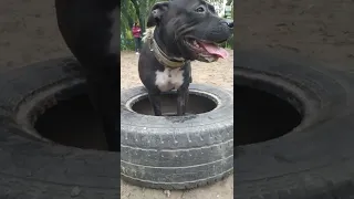 Самый злой Питбуль)) Pitbull | Staff | Dog