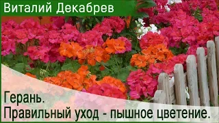 Правильный уход за геранью