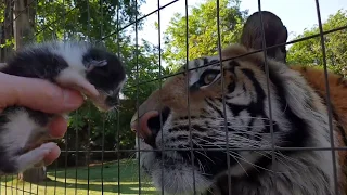 Enzo the tiger reacts to baby kitten !