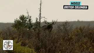 Moose Hunt in Remote Corner of British Columbia