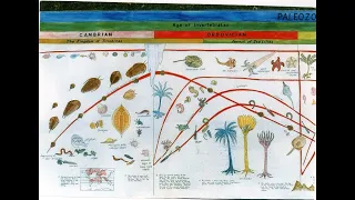 Second Great Lesson- The Timeline of Life