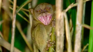 Tarsier Takes Down Giant Cricket | Deadly 60 | Earth Unplugged