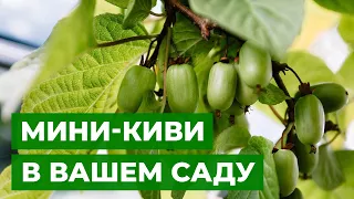 А У ВАС ЕСТЬ СЕВЕРНОЕ КИВИ? | Посадка многолетней лианы Актинидии