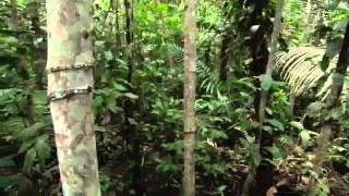 Human Planet  Jungles Part 1 HD)