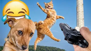 Try Not To Laugh🤣🦮Funniest Cats and Dogs 2024🐶Part 24