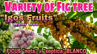 VARIETY OF FIG TREE / Tibeg Igos fruit