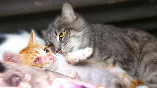 Poor Little Kitten Meows and Hugs His New Mom 🐈 ( hungry kitten wants food ) lucky paws - part 5