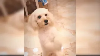 Dog Reaction to Cutting Cake  Funny Dog Cake Reaction Compilation