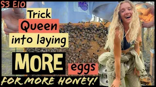 More EGGS = More HONEY?? Beekeeping 101 #beekeeping