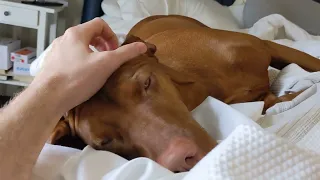 There's a Vizsla in that bed! 😮😍