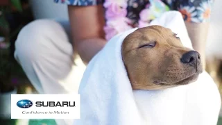 Dogs Visit A Spa For The First Time // Presented By BuzzFeed & Subaru