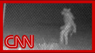 Mystery creature caught on camera has authorities stumped