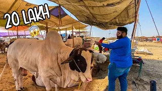 20 LAC Mang Raha Cow K 😨 | Northern Bypass Mandi 2024 | Gablu Vlogs