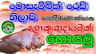 මොසැම්බික් ගෙදරදීම ලේසියෙන්ම බෝකරමු | How to breed mozambic | red tilapia