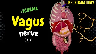 CN 10: Vagus Nerve (Scheme, Pathway, Branches) | Neuroanatomy