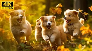 Adorable Young Animal World With Relaxing Music (Colorfully Dynamic), Baby Animals 4K