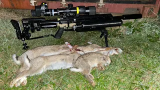 AIR RIFLE HUNTING PEST RABBITS /FX IMPACT M3 NIGHT SHOOT