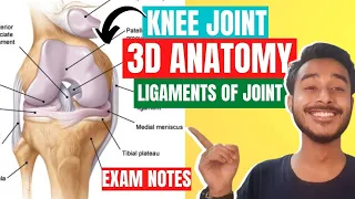 Knee Joint Anatomy 3D | Ligaments of knee joint anatomy in hindi | Knee Joint Ligaments Anatomy