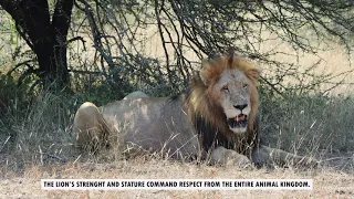 MALE LIONS S39 in Kruger National Park South Africa