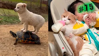 Funny animal videos cats and Dogs 🤣Try not to laugh Challenge! №75