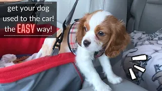 HOW TO GET YOUR PUPPY USED TO CAR RIDES! | 6 EASY STEPS & TRICKS for Cavapoos or any Dog!