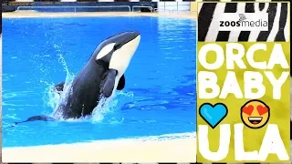 Loro Parque: ORCA BABY ULA is exploring Orca Ocean 😍 | zoos.media