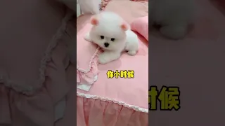 Funny and Cute Pomeranian Videos 165