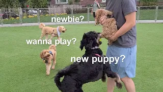 Puppy Visits Dog Park First Time