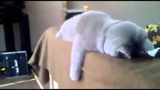 Котэ после вечеринки спит вот так   Cat asleep after a party like this