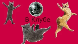 Funny Cats #10.Смешные Коты 2019, Кошки 2019.До слез.lol.Party.