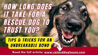 How Long Does It Take for a Rescue Dog To Trust You? Tips & Tricks for an Unbreakable Bond