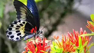 Danyel Gérard   Butterfly En francés