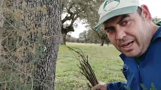 Tarde de espárragos trigueros