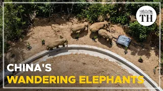 China's wandering elephants