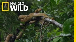 Welcome to Snake Island | Brazil