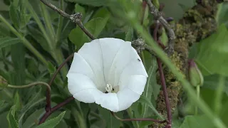 Convolvulus arvensis, the field bindweed, is a species of bindweed that is rhizomatous.