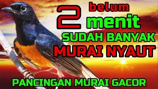 belum 2 menit SUDAH BANYAK murai NYAUT dengar pancingan ini🔴🔴 PASTI GACOR✅