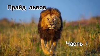 Прайд львов.Часть #1.