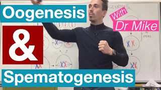 Oogenesis and Spermatogenesis | Reproductive