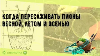 Когда пересаживать пионы весной, летом и осенью