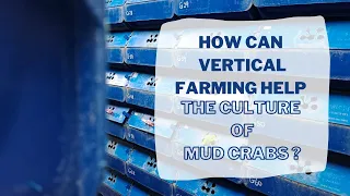 How can vertical farming help the culture of mud crabs ?