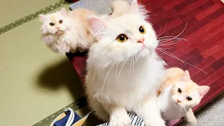 Пребывание в японском отеле для кошек с 3 кошками🐈🐈🐈💓 | Моя кошка Югавара | АСМР